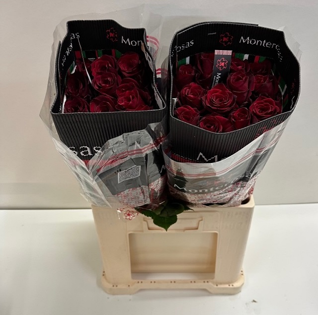 Rosa ec explorer MR.jpg